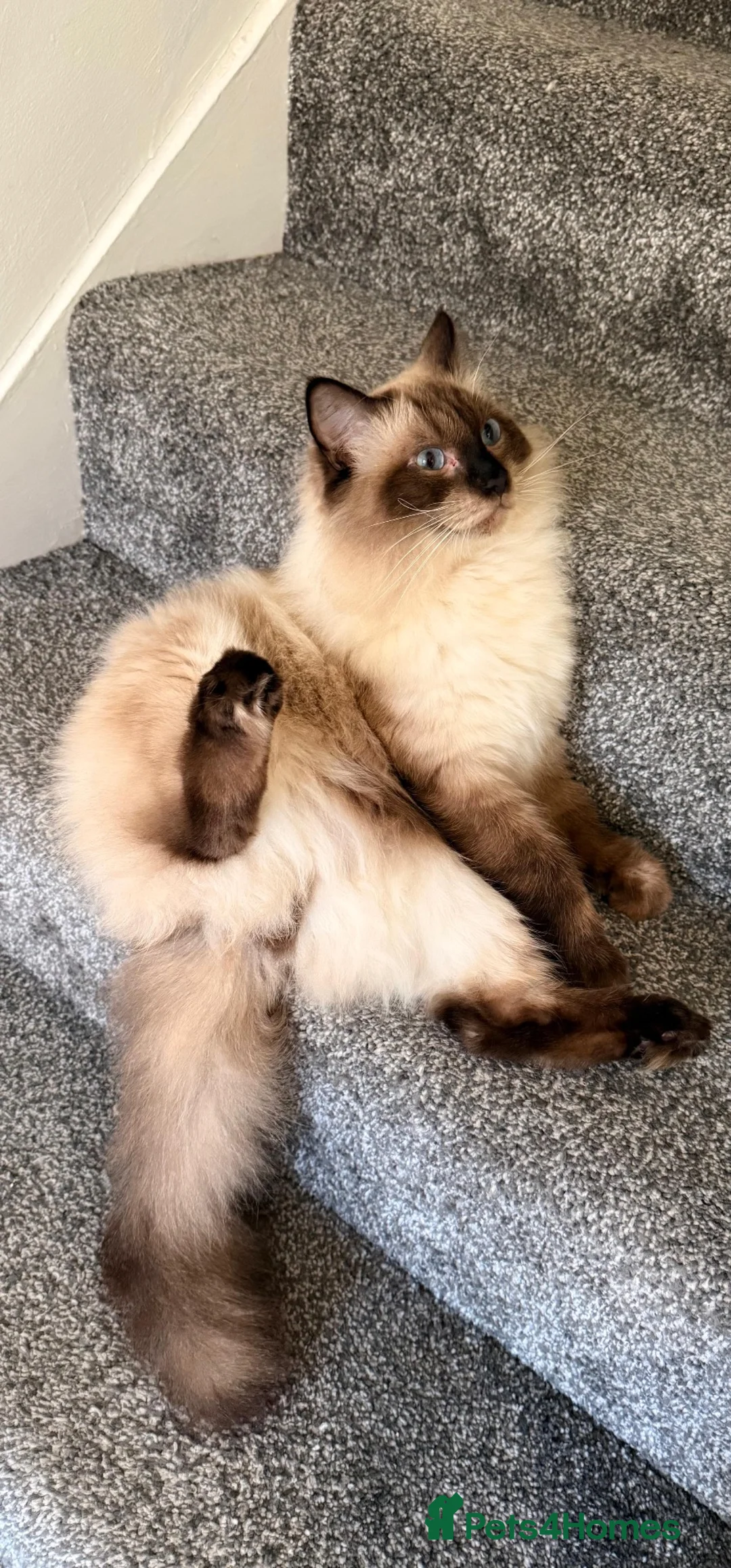 Ragdoll cats for sale: Rocket  in Ilford - Advert 2