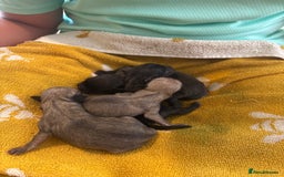 Italian Greyhound dogs for stud: Italian Greyhound (miniature) STUD PROVEN - Image 6