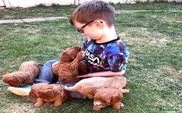 Cavapoo dogs for sale: 🔥 Waiting List for our next litter - F1 Cavapoos - Advert 10