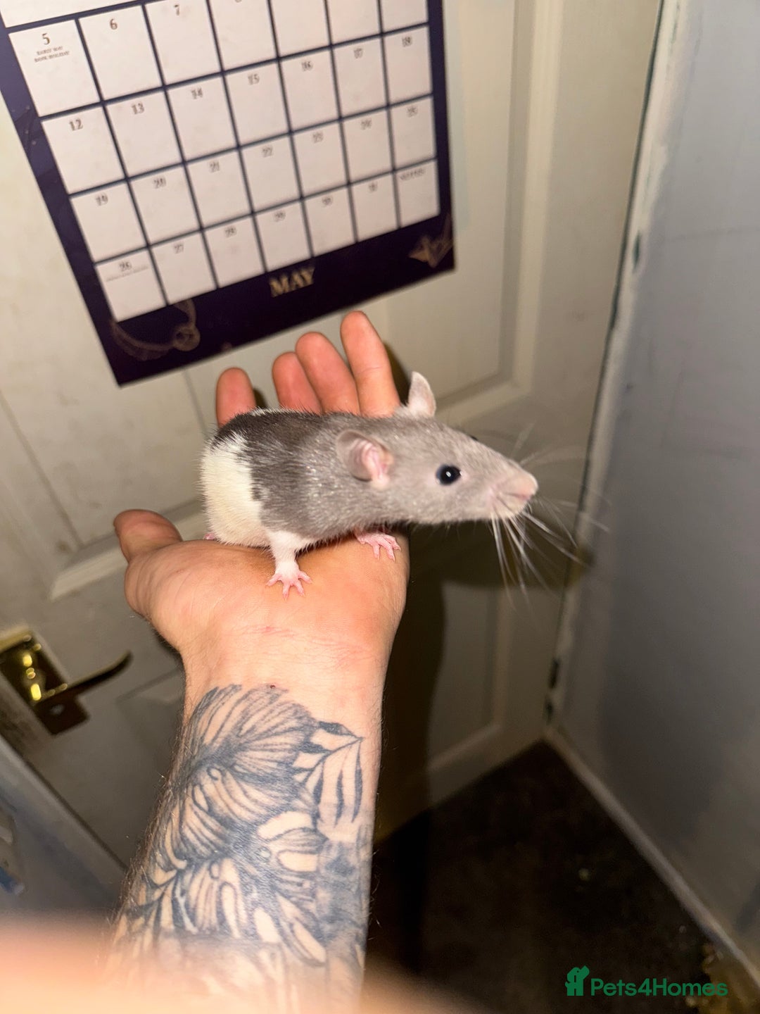 Rat rodents for sale: Fancy rats - Advert 3