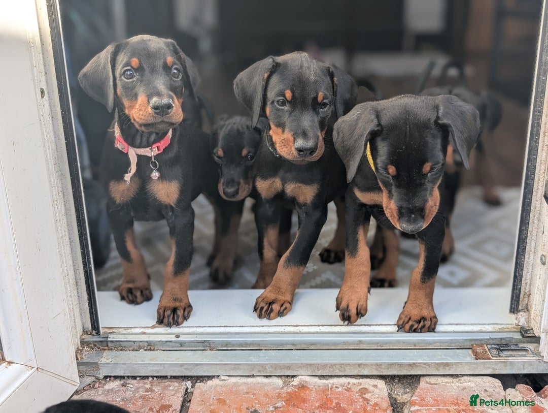 Dobermann dogs for sale: Doberman puppies "ready now" - Image 5