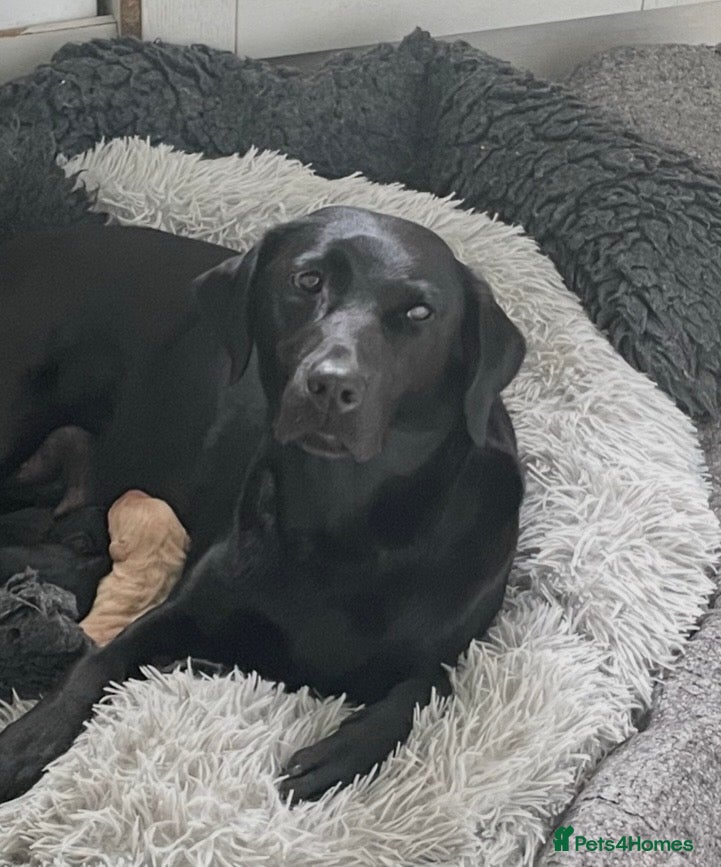 Labrador Retriever dogs Int. FTCh Champion Pedigree Labrador Puppies - Advert 3