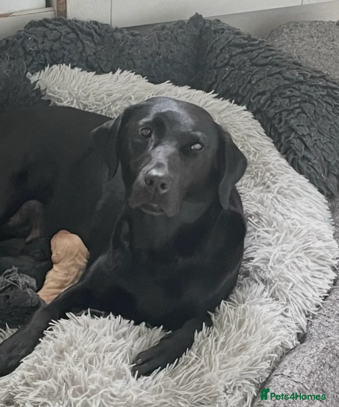 Labrador Retriever dogs for sale: Int. FTCh Champion Pedigree Labrador Puppies - Advert 1