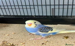 Budgerigars birds for sale: Baby Budgies  - Image 2