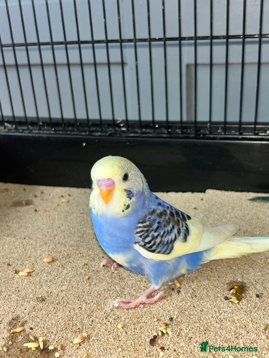 Budgerigars birds for sale: Baby Budgies  - Image 2