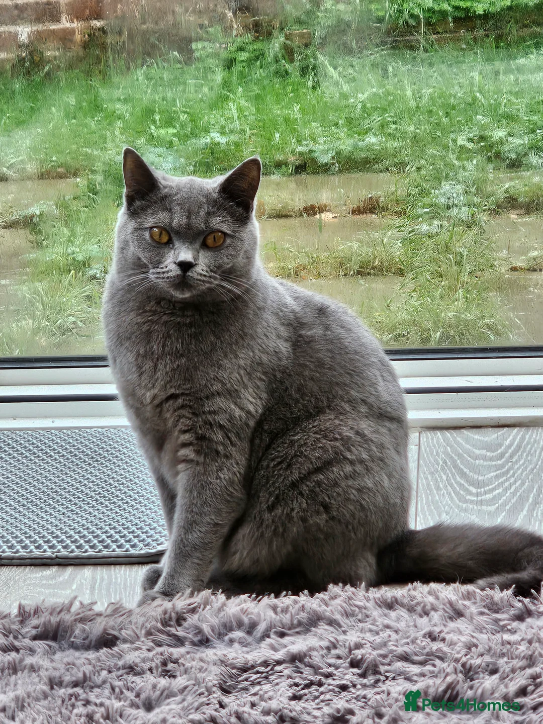 British Shorthair cats for sale: Beautiful BSH FEMALE FOR SLAE ❤️ - Advert 6