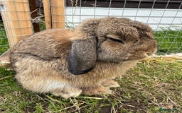 Mini Lop rabbits for sale: Male mini lop for sale - Advert 1