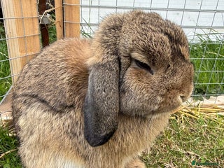 Mini Lop rabbits Male mini lop for sale - Advert 1