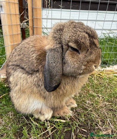 Mini Lop rabbits Male mini lop for sale - Advert 1