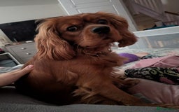 Cavalier King Charles Spaniel dogs for sale: Beautiful Cavalier Boy Reluctant Rehome - Image 7
