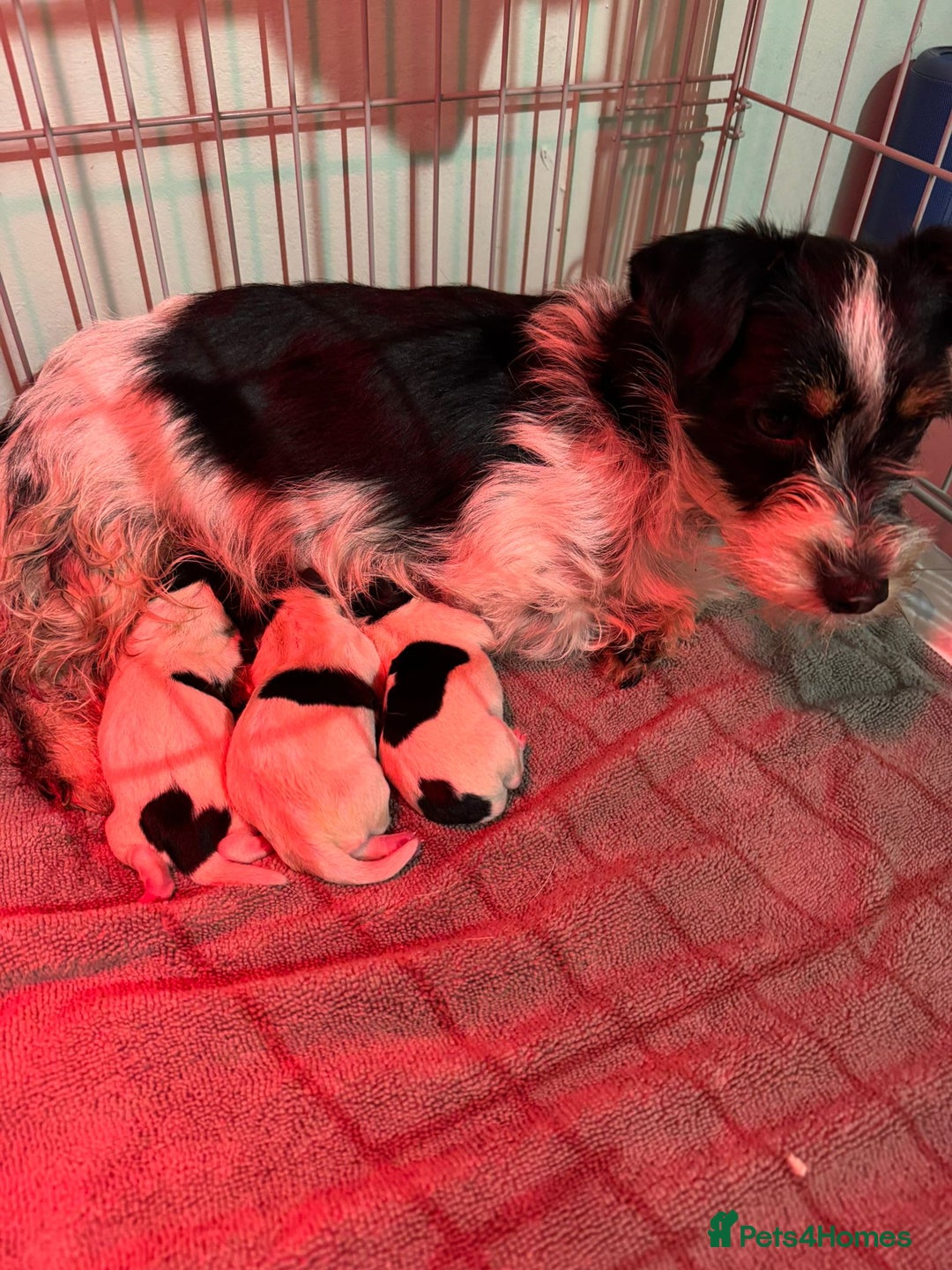 Mixed Breed dogs for sale: Cavalier King Charles Spaniel X Jack Russell - Advert 1