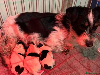 Mixed Breed dogs Cavalier King Charles Spaniel X Jack Russell - Advert 1