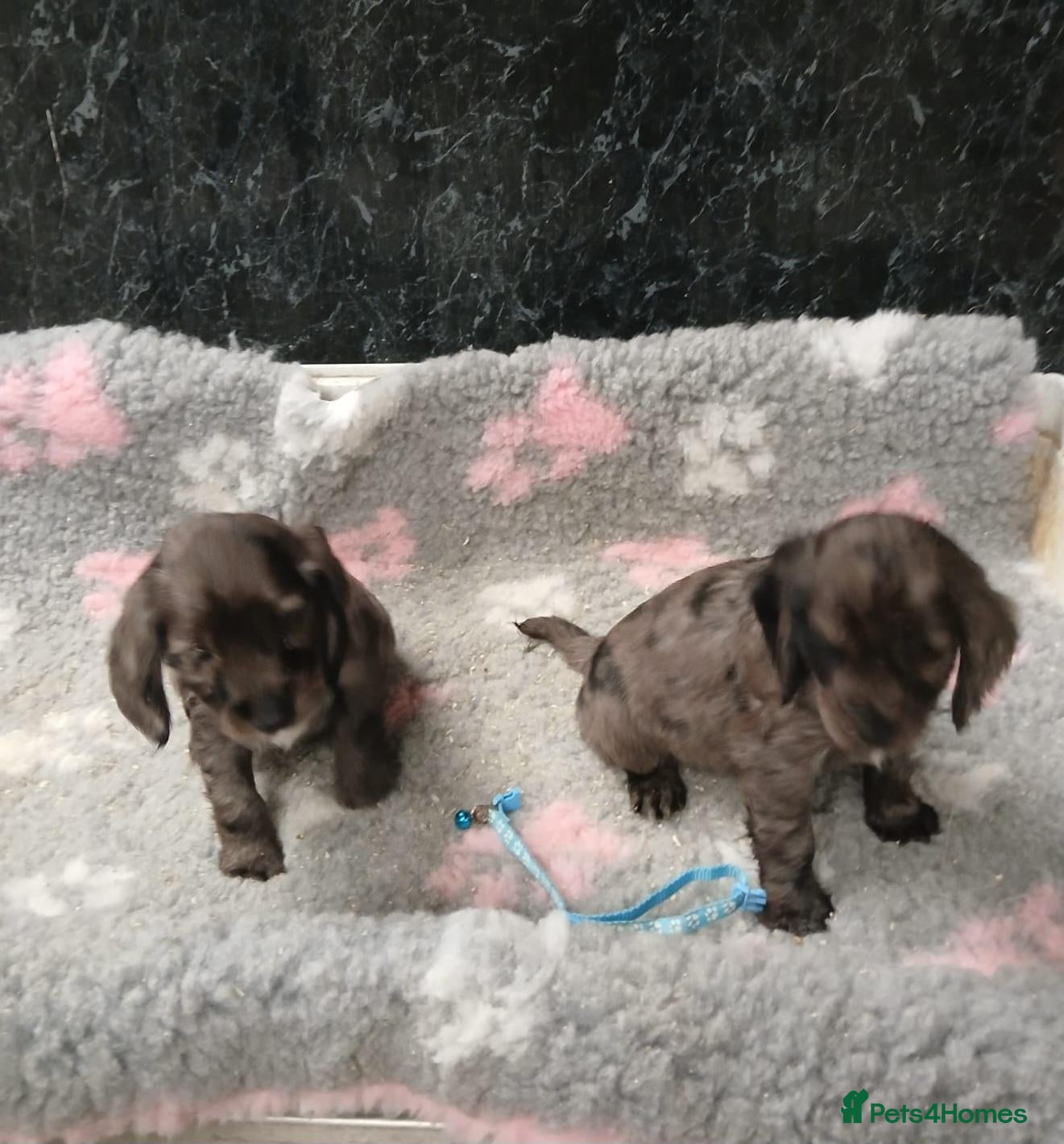 Cocker Spaniel dogs Beautiful Cocker Spaniel - Advert 6