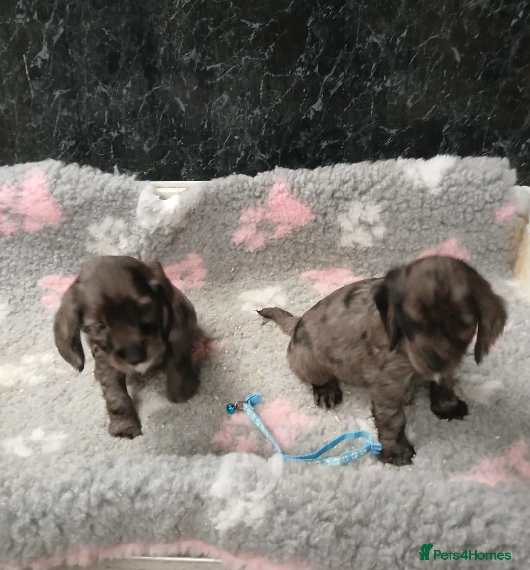 Cocker Spaniel dogs for sale: Beautiful Cocker Spaniel - Advert 1