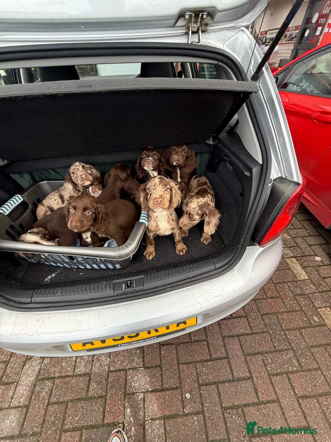 Cocker Spaniel dogs for sale: Cocker Spaniel Puppy’s (🍫Merle)  - Image 4