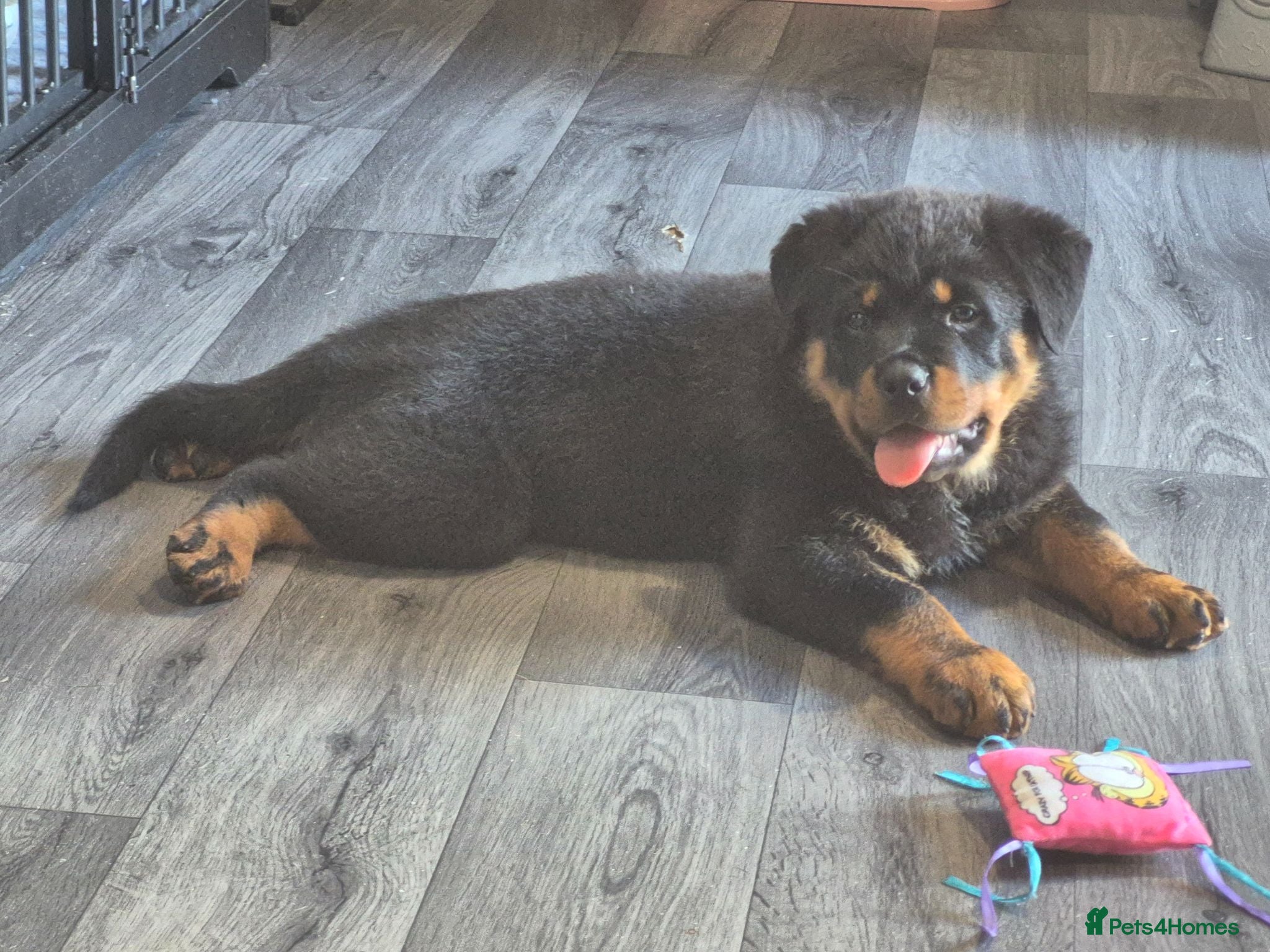 Rottweiler dogs 20 Week Old Female Rotty  - Advert 14