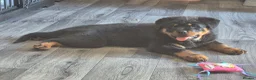 Rottweiler dogs for sale: 20 Week Old Female Rotty  - Advert 1