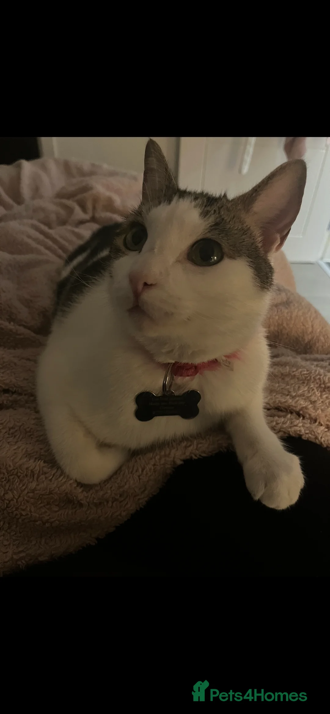 Domestic Shorthair cats for sale: Adorable & Affectionate 5yrs White & Tabby boy - Advert 5