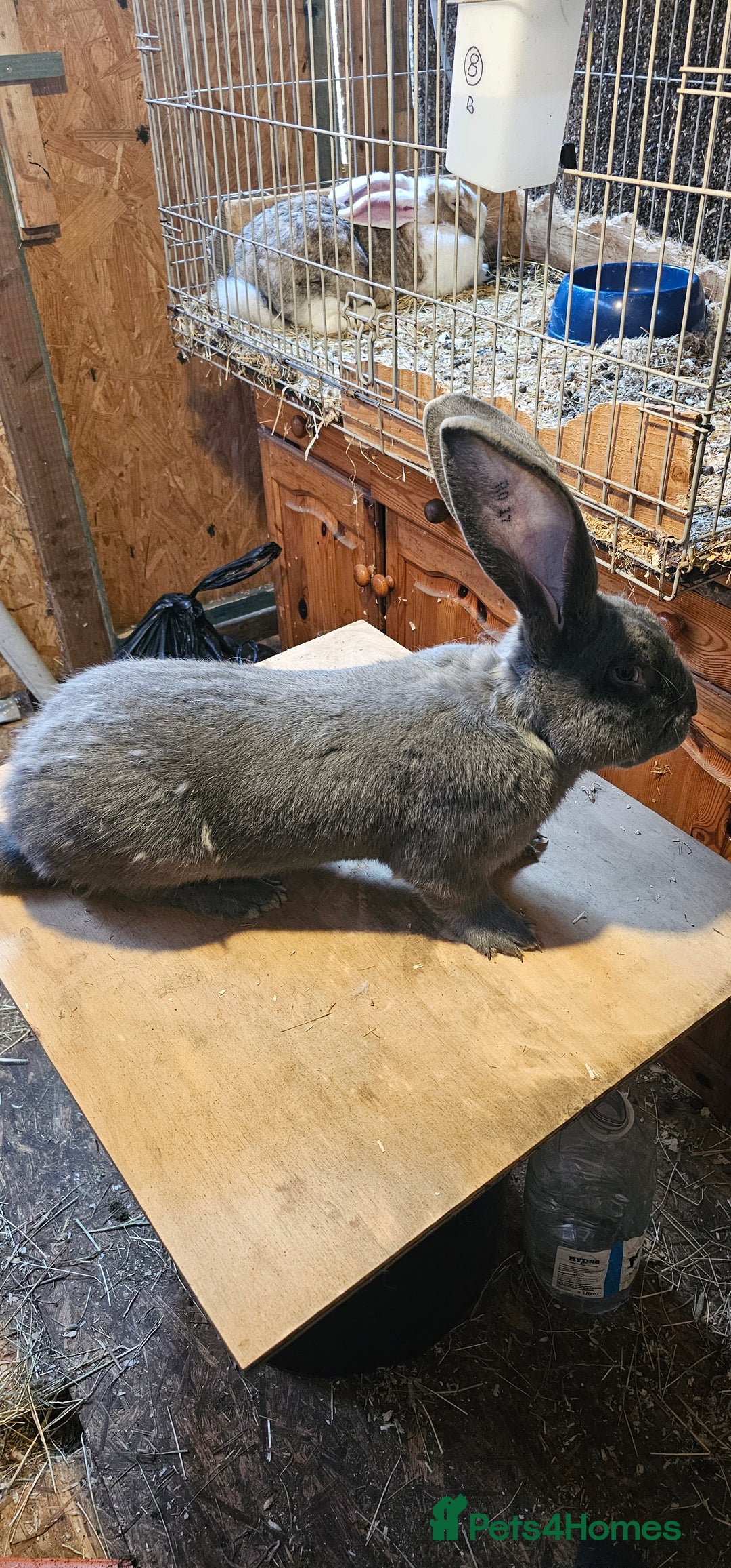 Continental Giant rabbits for sale: Continental Giants Merle - Image 28