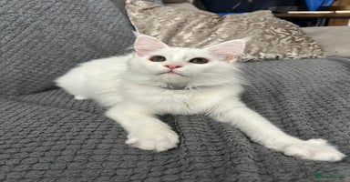 Maine Coon cats - Advert 2