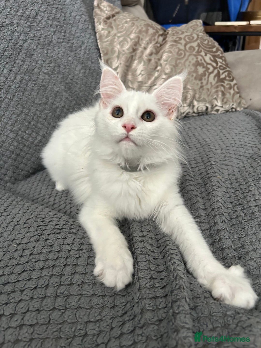 Maine Coon cats for sale: Pedigree TICA Reg Mine coon kittens  - Image 2