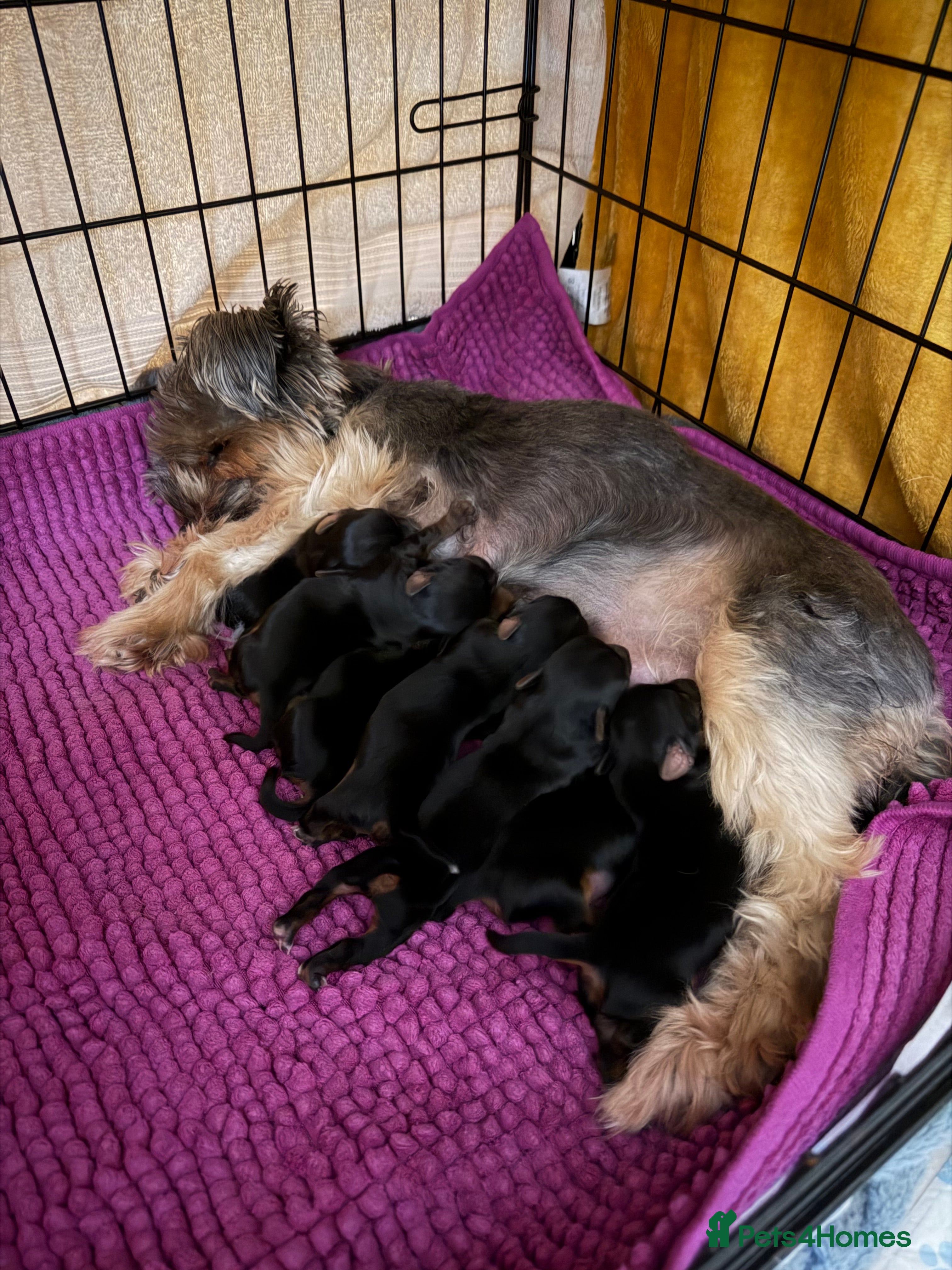Mixed Breed dogs Ready in 2 weeks.Adorable Yorkie / Biewer Puppies  - Advert 2
