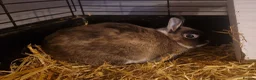 Netherland Dwarf rabbits for sale: Cute little baby Netherland Dwarf boy-Dumpling 🐰 - Advert 8