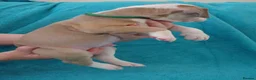 American Bulldog dogs for sale: Outstanding Merle American Bulldogs - Advert 23