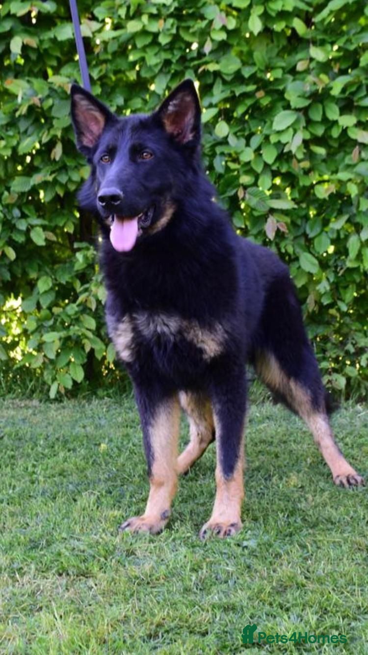 German Shepherd dogs FCI Registered German Shepherd  - Advert 1