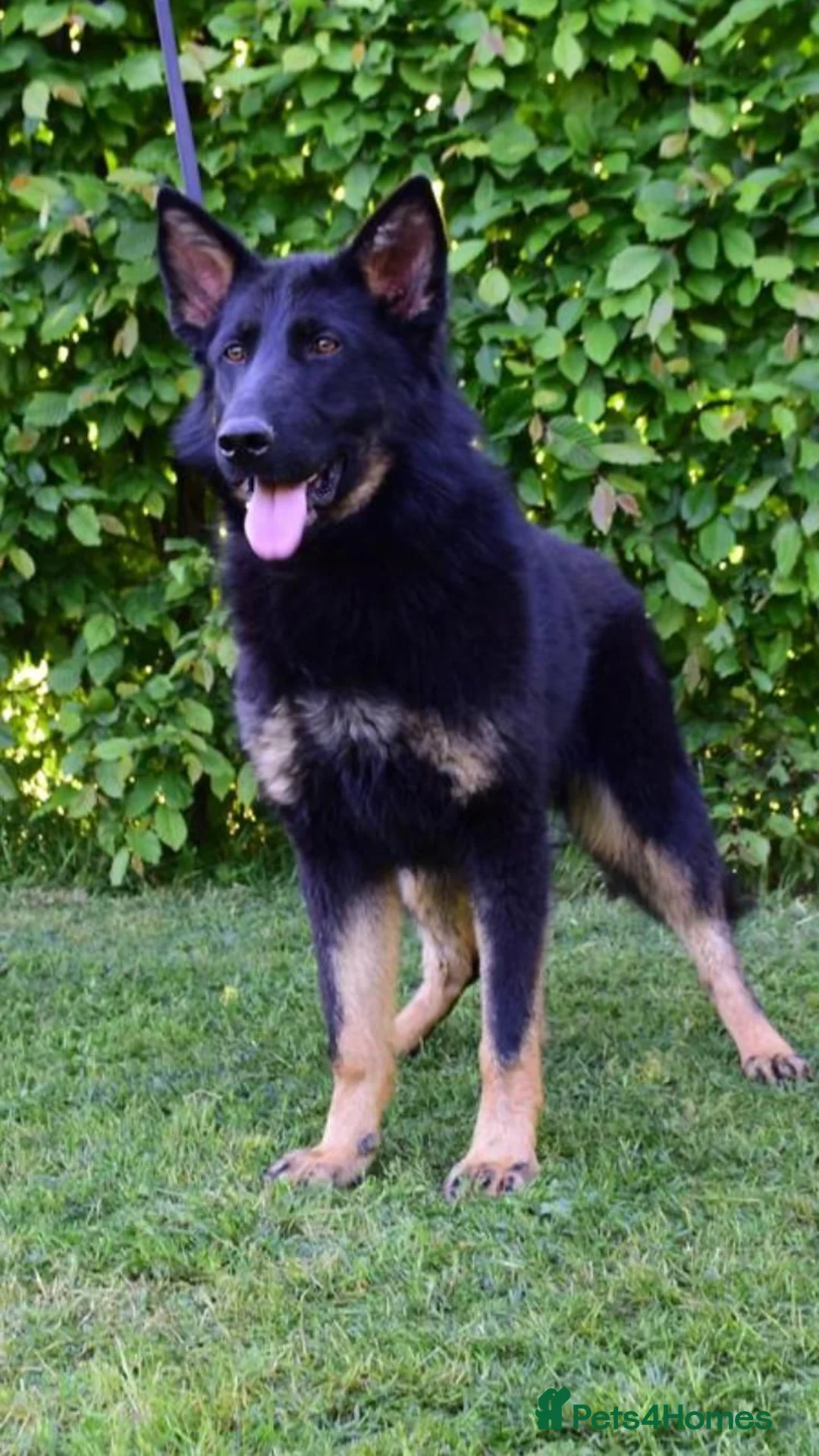 German Shepherd dogs for sale: FCI Registered German Shepherd  in Congleton - Advert 1