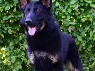 German Shepherd dogs FCI Registered German Shepherd - Advert 2