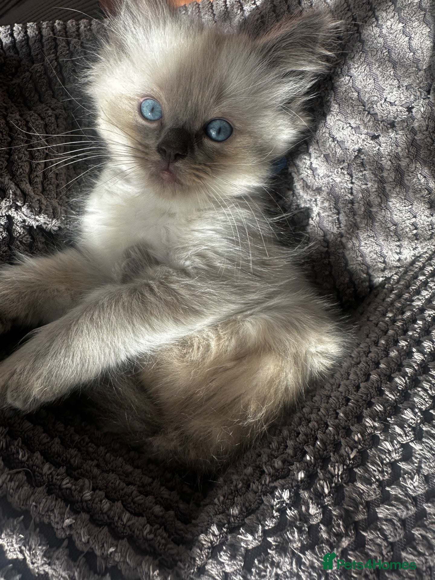 Ragdoll cats Reduced Last boy Ready to go Ragdoll kitten🐾 - Advert 18