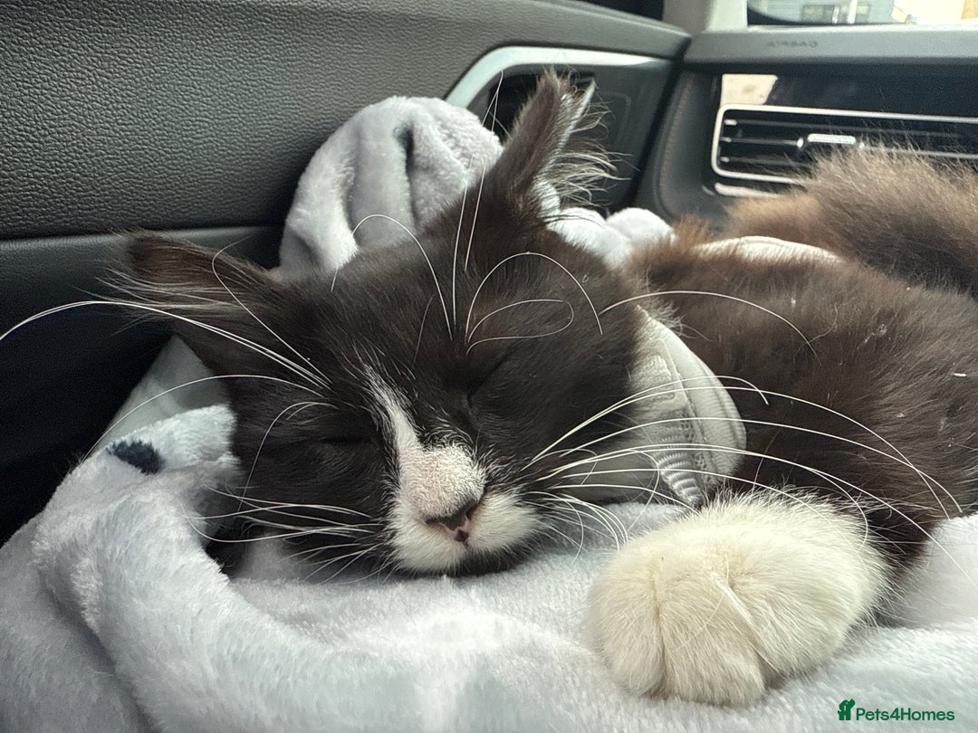 Mixed Breed cats for sale: Buddie is looking for a forever home - Image 1