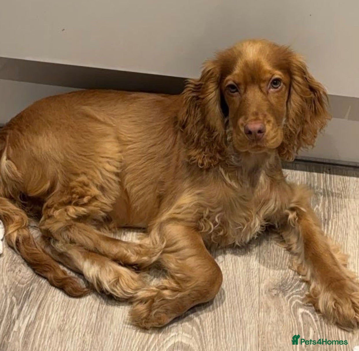 Cocker Spaniel dogs for sale: 2 years old Female Cocker spaniel - Advert 1