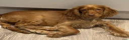Cocker Spaniel dogs for sale: 2 years old Female Cocker spaniel - Advert 1