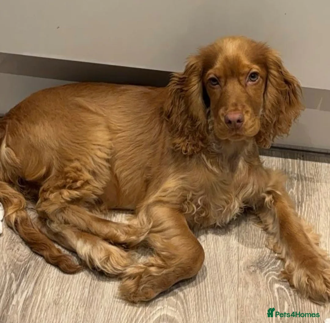 Cocker Spaniel dogs for sale: 2 years old Female Cocker spaniel - Advert 1
