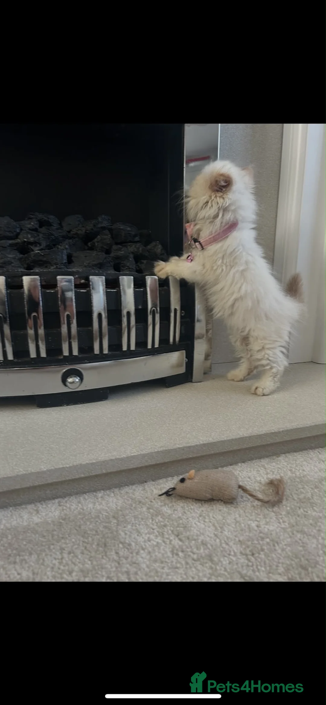 Persian cats for sale: Female flame point persian kitten - Advert 11