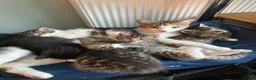 Mixed Breed cats for sale: 4 playful mixed kittens looking for forever homes - Advert 5