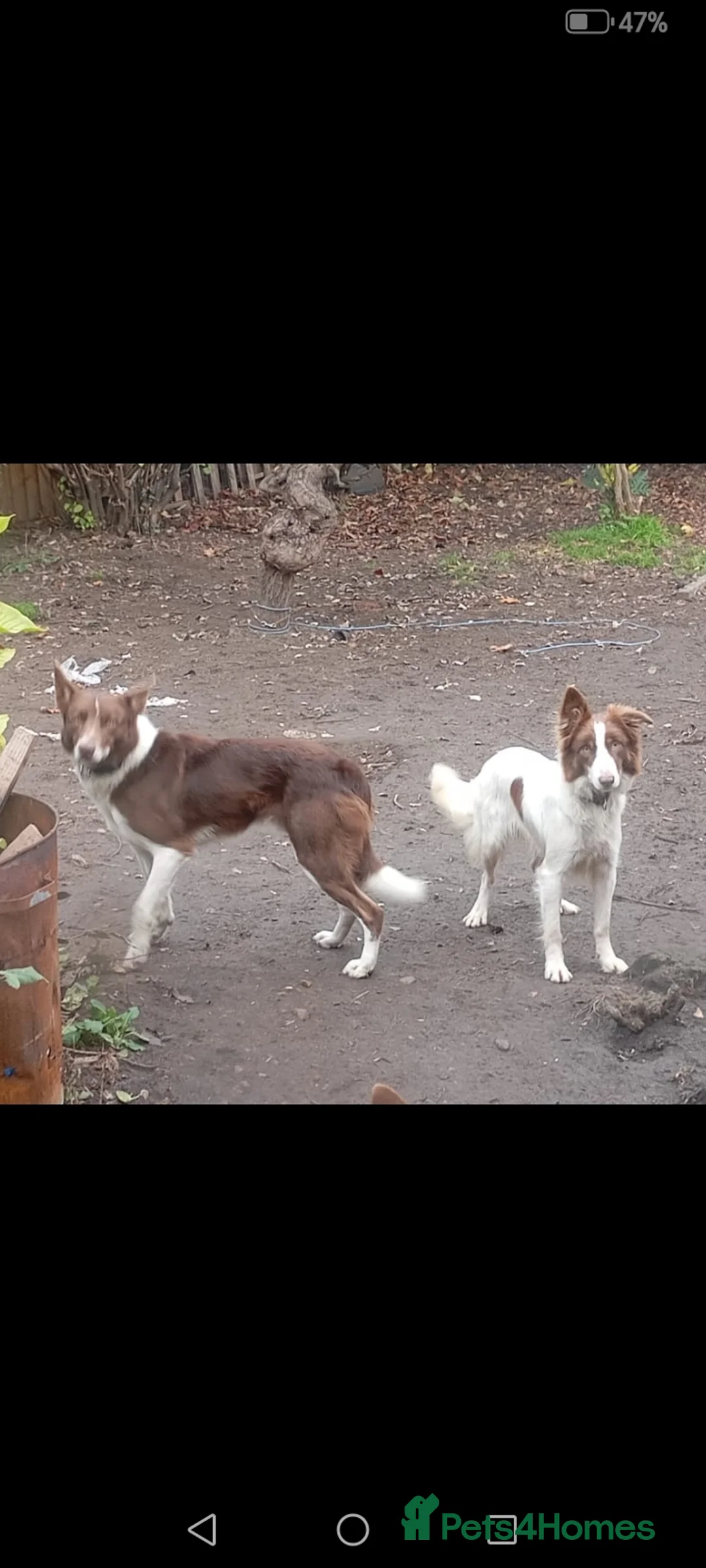 Welsh Collie dogs for sale: Welsh sheepdogs - Advert 1
