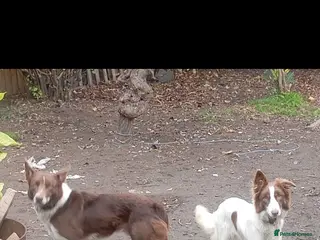 Welsh Collie dogs Welsh sheepdogs - Advert 4