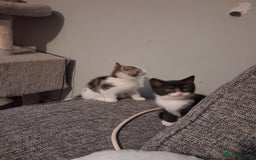 Domestic Shorthair cats for sale: 2 Eight week old Kittens for sale 1Male/1Female - Image 5