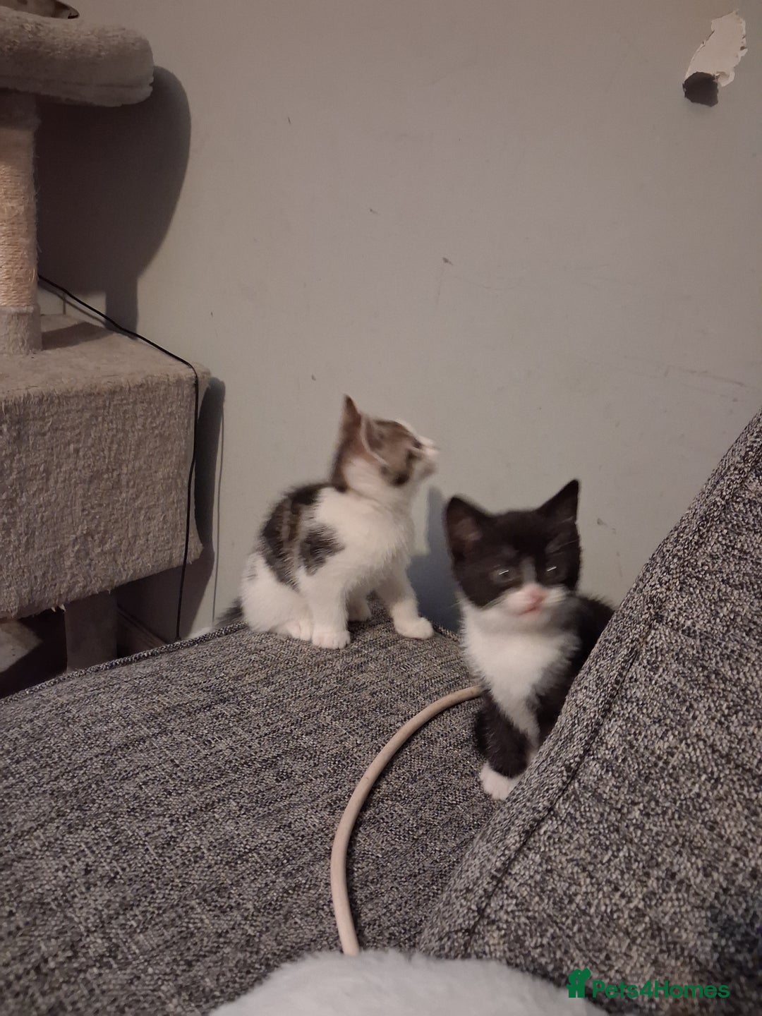 Domestic Shorthair cats for sale: 2 Eight week old Kittens for sale 1Male/1Female - Image 5