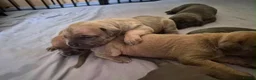 Cane Corso dogs for sale: Cane Corso Puppies for sale  - Advert 16