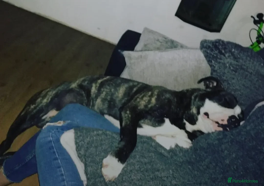 Staffordshire Bull Terrier dogs for sale: Looking for a loving home for Bruno.  - Advert 4