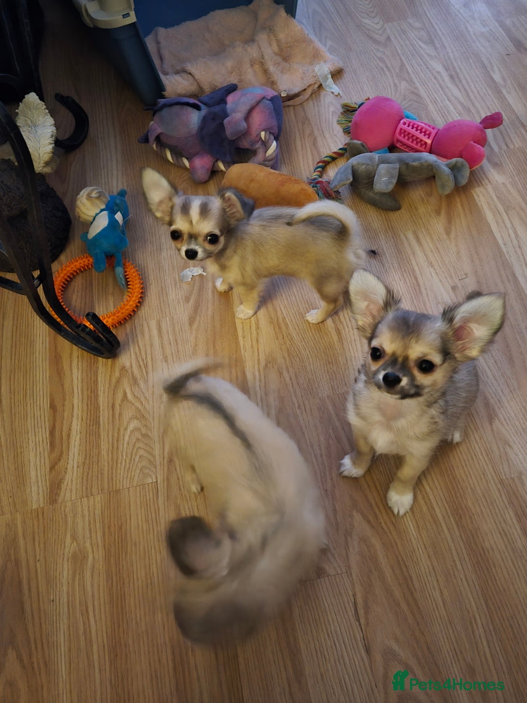 Chihuahua dogs for sale: Long haired chihuahua  - Image 10