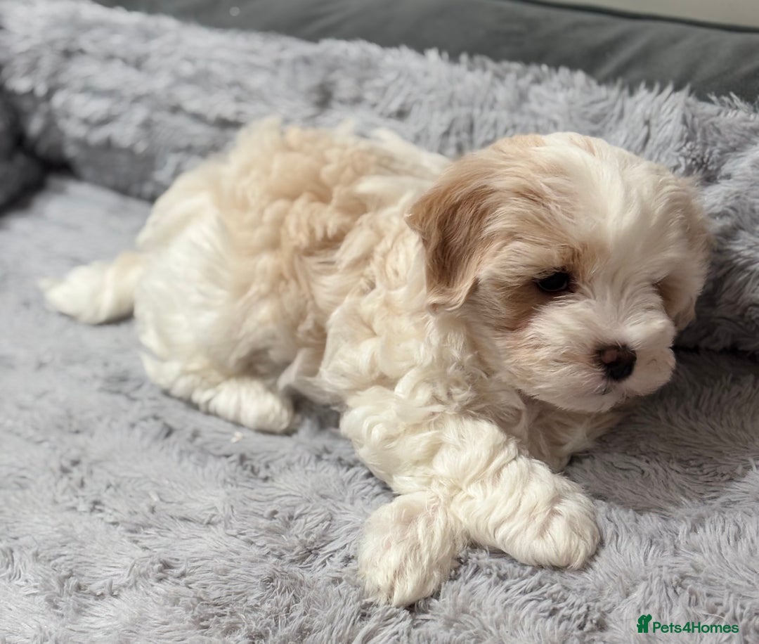 Havanese dogs for sale: 3 Beautiful Havanese Pedigree Puppies - Image 10