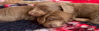 Miniature Dachshund Puppy 1