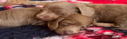 Miniature Dachshund dogs for sale: Long haired 🐶 fluffy 🐾 miniature dachshund pups in Sudbury - Advert 15