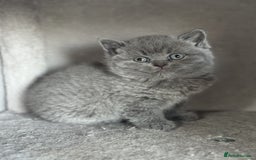 British Shorthair cats for sale: ✨ GCCF/TICA Stunning BSH Kittens – Blue&Bicolour ✨ - Image 15