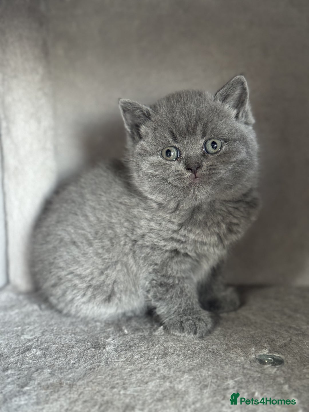 British Shorthair cats for sale: ✨ GCCF/TICA Stunning BSH Kittens – Blue&Bicolour ✨ - Image 15